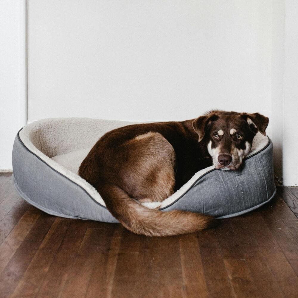 Cama de perro